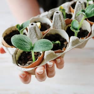 Mini plant nursery