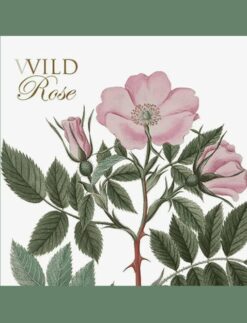 Daphne's Diary Wilde roos – vierkante kaartmap