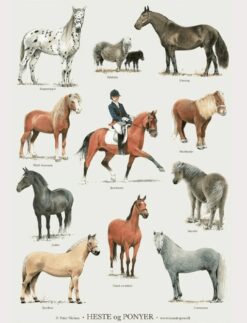 Daphne's Diary Poster A4 Paarden en pony’s