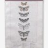Daphne's Diary Vintage scrapbook paper butterflies